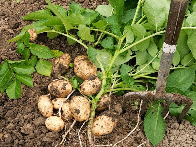 Ботва - это не ерунда