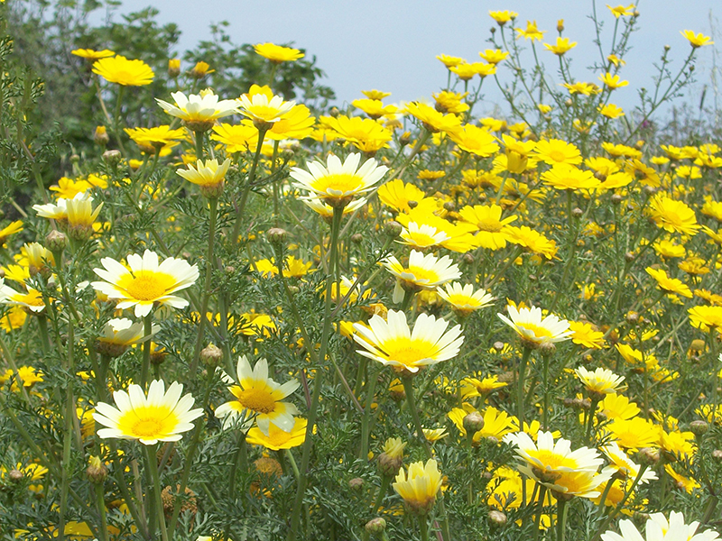 Хризантема увенчанная: украшает и лечит