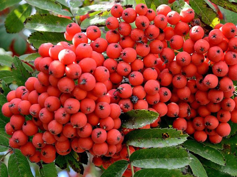 Может ли быть рябина сладкой?