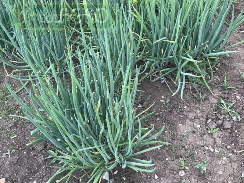 Дудчатый, он же татарка, он же зимний