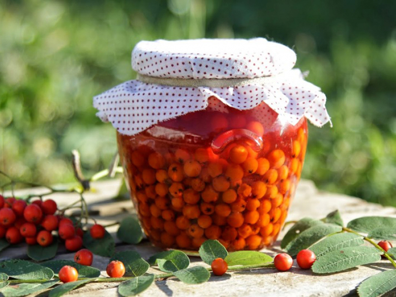 Целебные ягоды рябины
