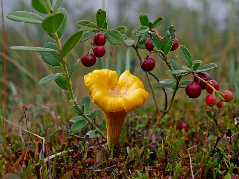 Чудодейственные лисички