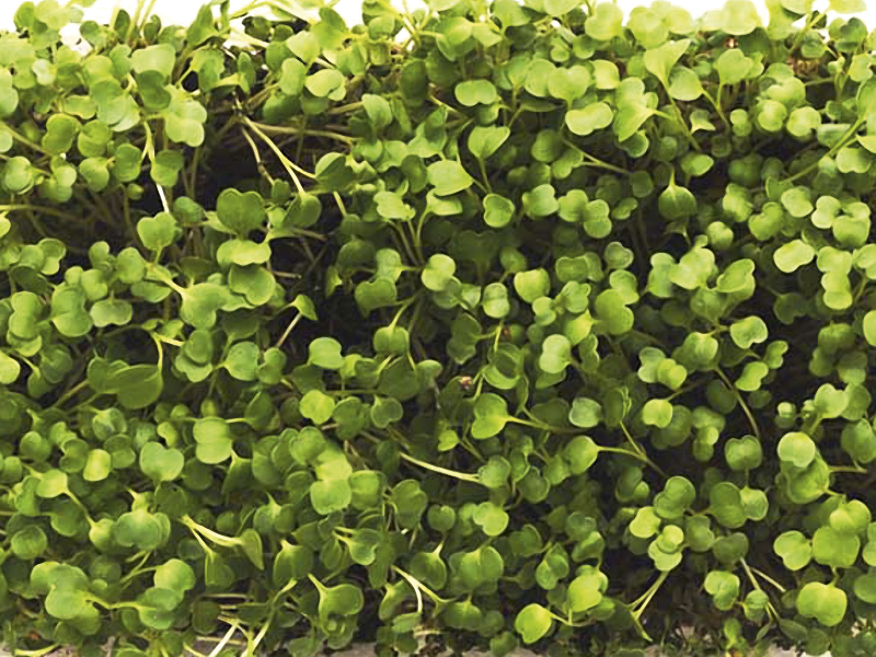 Дайкон: секреты выгонки