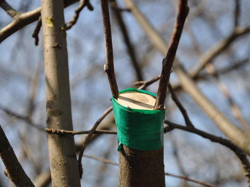 Перепрививка плодовых деревьев 