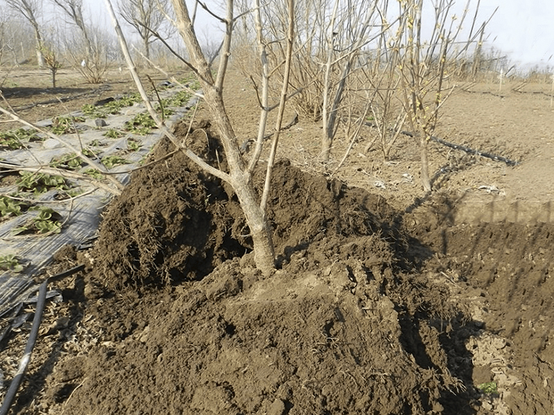 Пересадка взрослого плодового дерева 