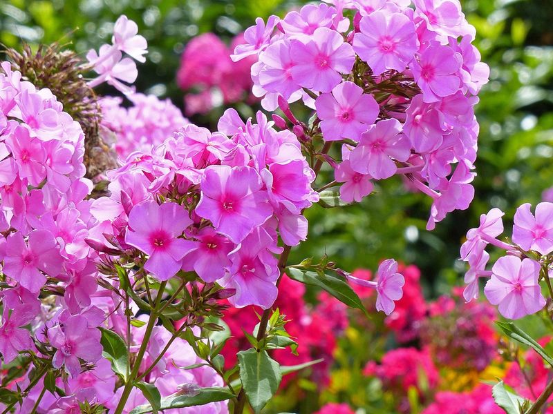 Болезни флоксов 