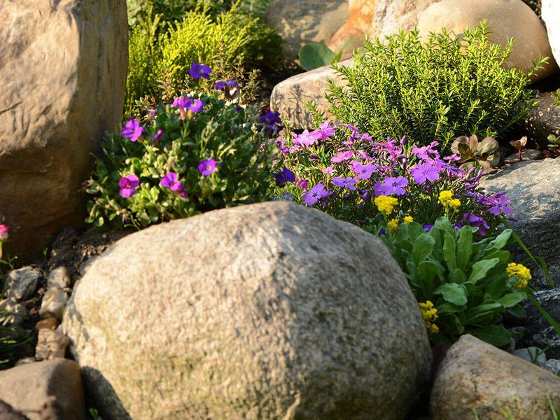 Каменный сад, или рокарий 