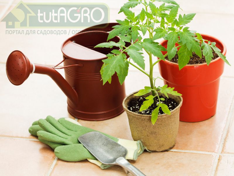 Секреты коренастой рассады