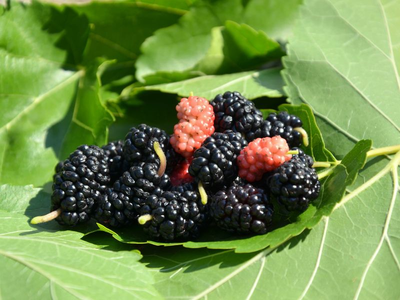 Шелковицу вырастить совсем несложно