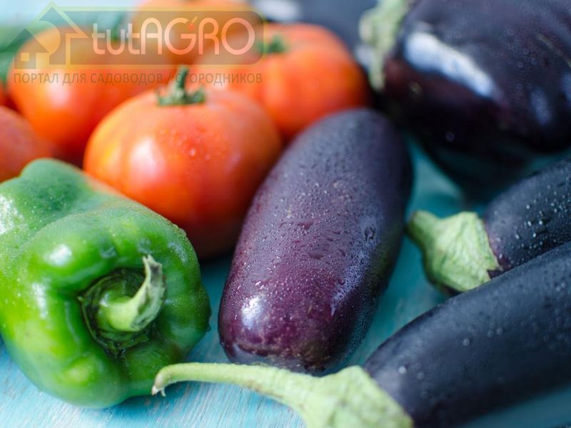 Урожай перцев и баклажан начинается с хорошей рассады