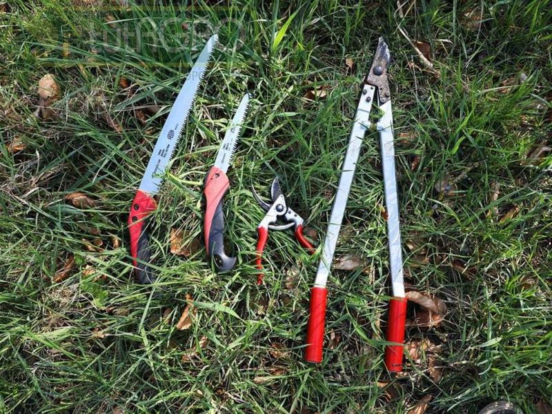 Обрезка старого сада