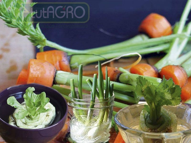 Огород на подоконнике