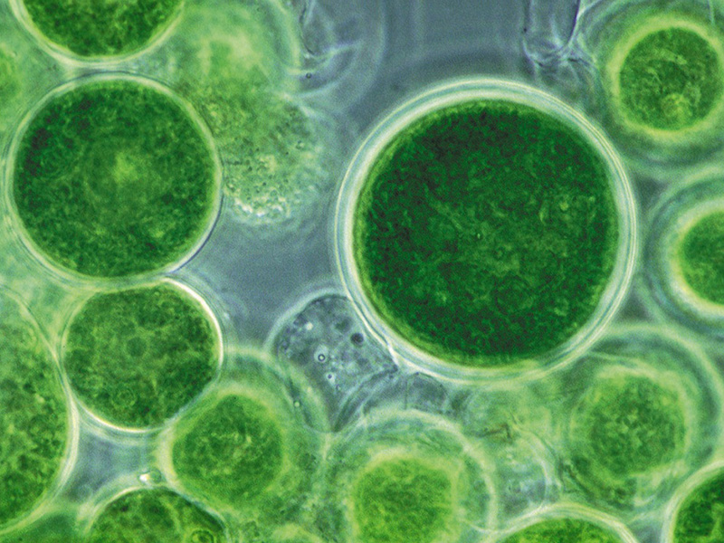 Хлорелла - эликсир здоровья для растений 