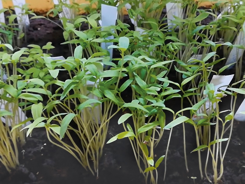 Черная ножка – причина гибели рассады 