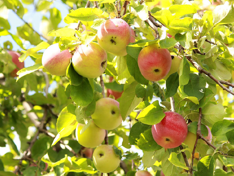 Пересадка яблони