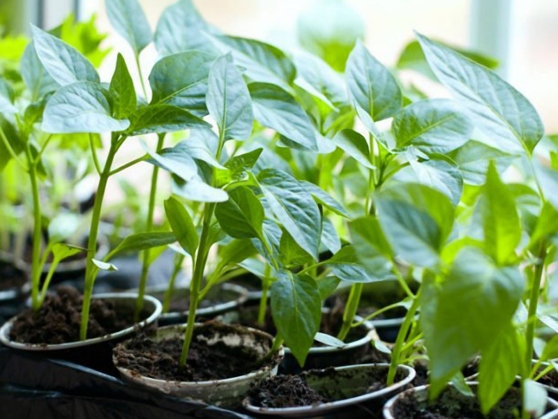 Пикировка рассады томатов, перцев, баклажан