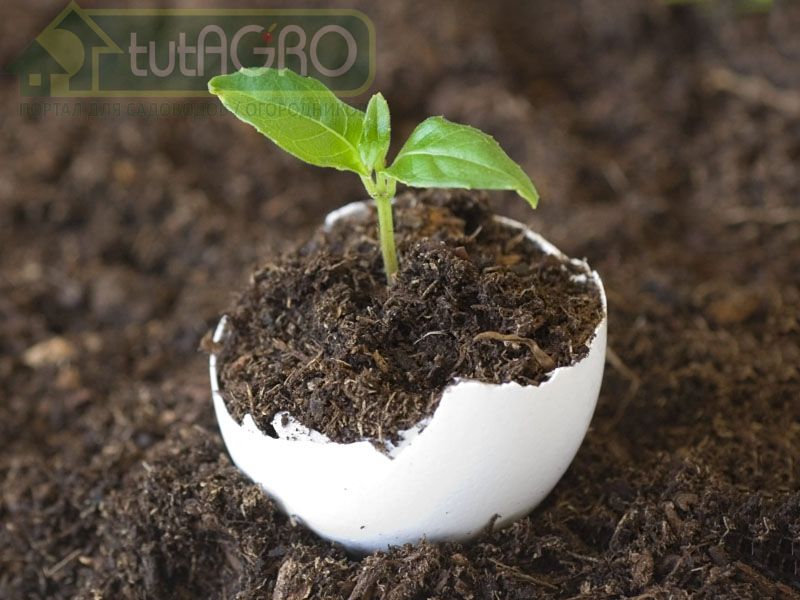 Как яичную скорлупу превратить в источник кальция