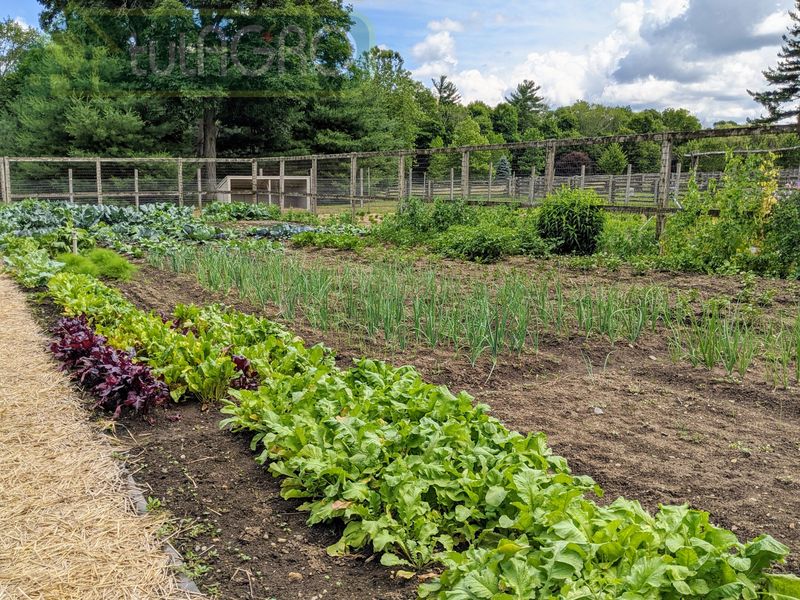 Теплая грядка – залог раннего урожая