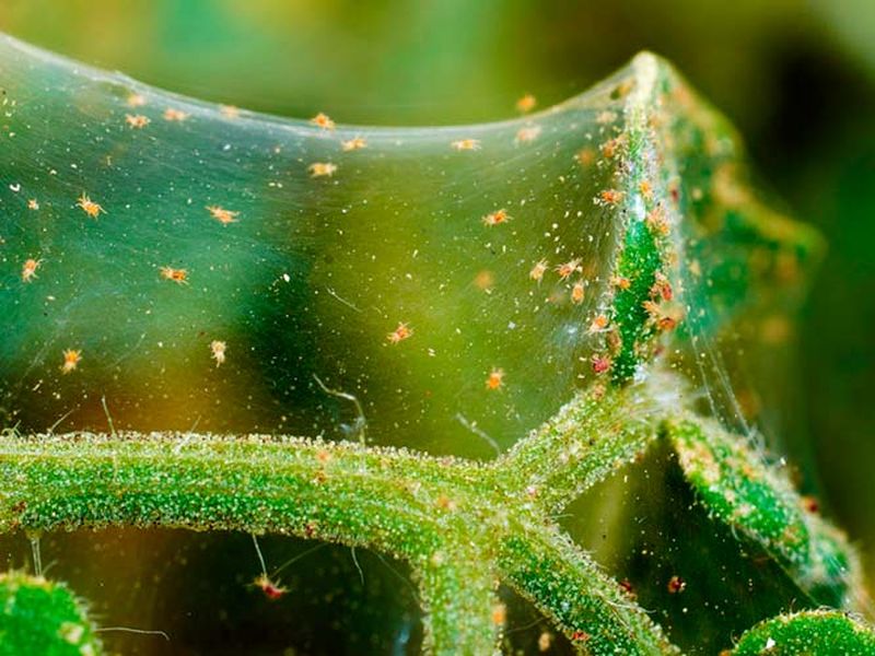 Паутинный клещ