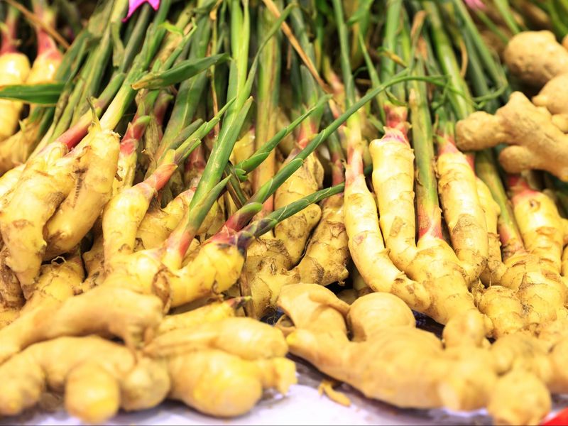 Имбирная грядка - от рассады до урожая