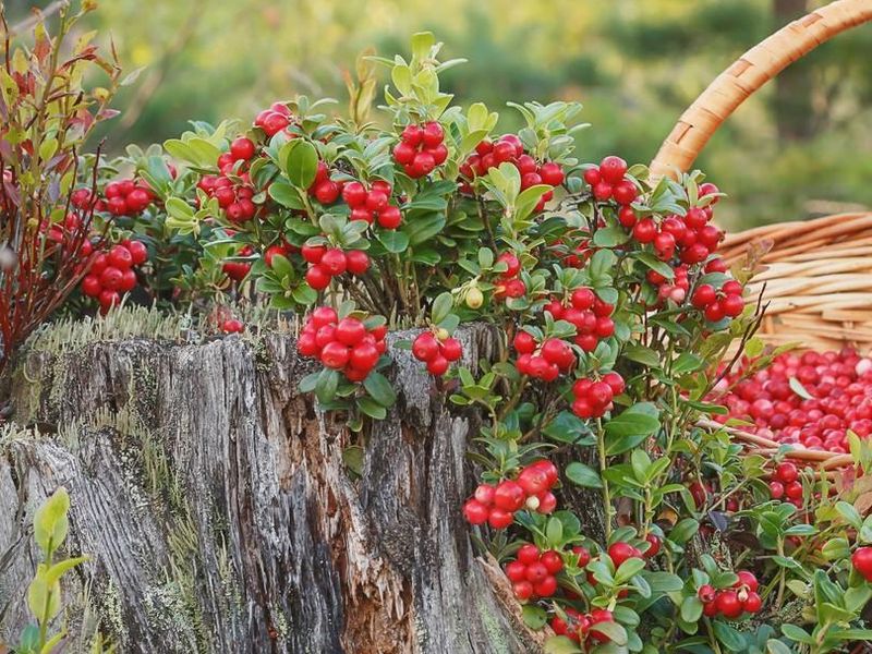 Словно мелкий виноград, гроздья красные висят