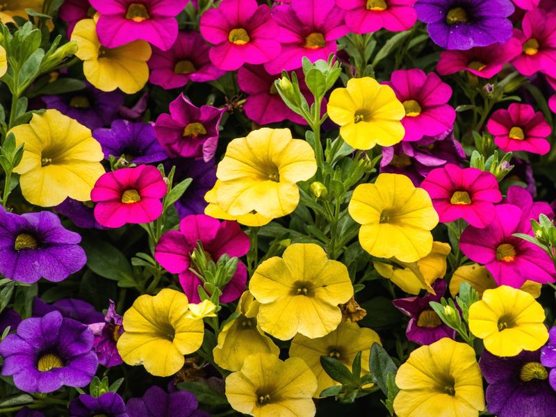 Сеем петунию грамотно