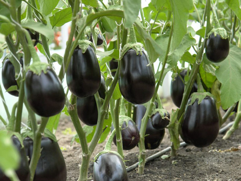 Три секрета выращивания рассады баклажанов от Ивана Русских