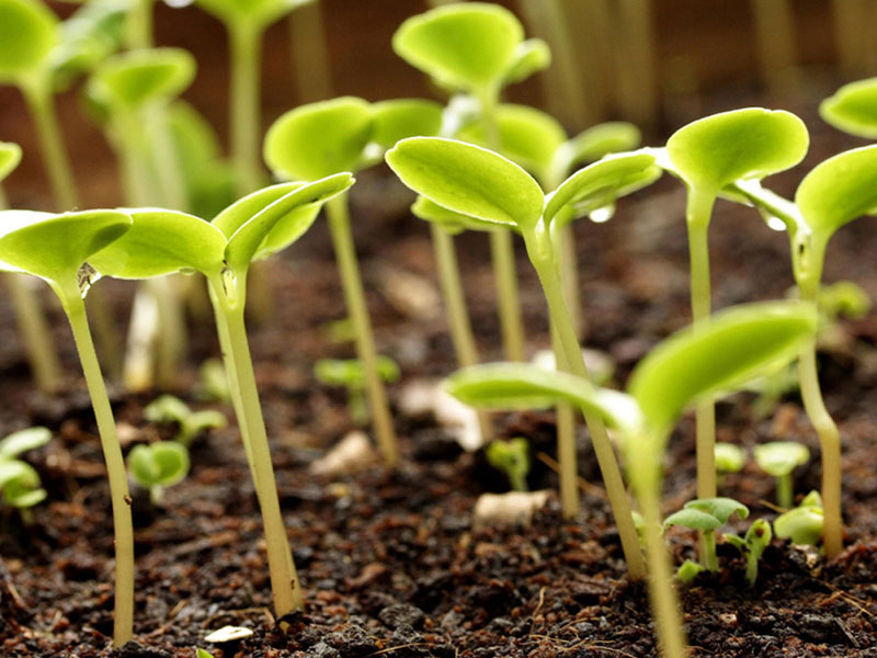 Как избежать проблем при выращивании рассады