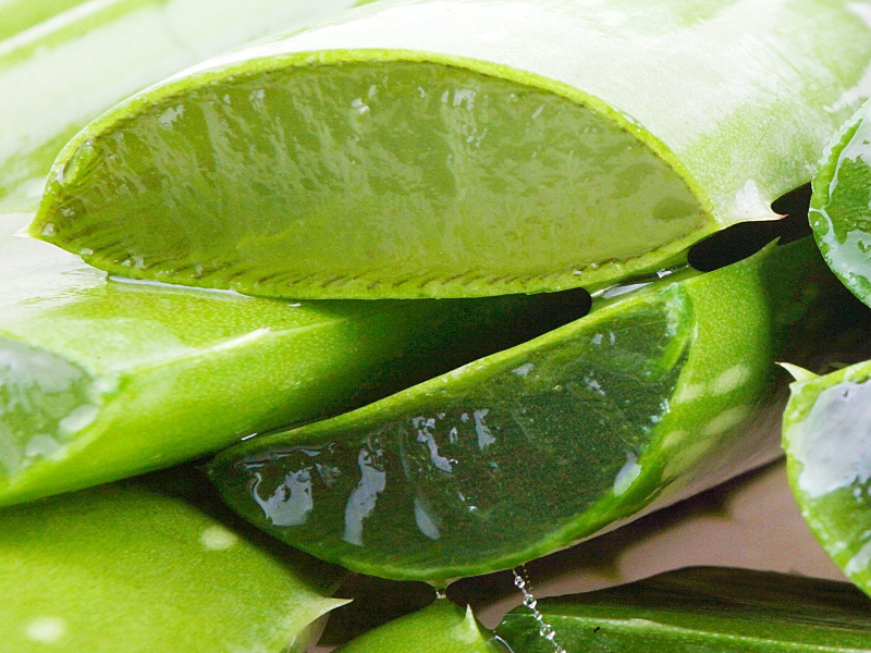 Живительный сок алоэ 