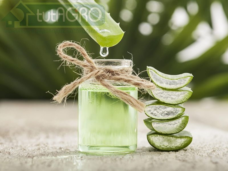 Живительный сок алоэ 