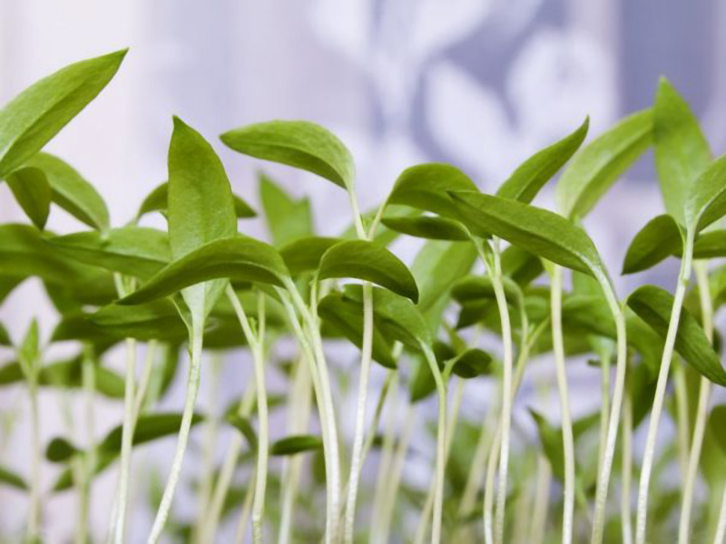 Идеи для выращивания рассады