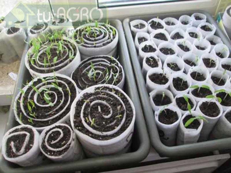 Идеи для выращивания рассады