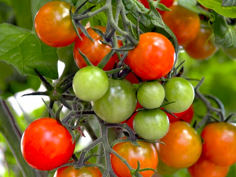 Борная кислота: правила подкормки бором