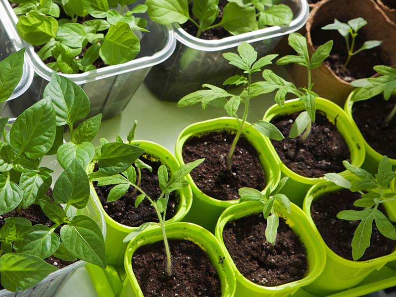 Актуальные вопросы о выращивании рассады