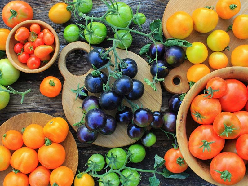 Томаты от А до Я