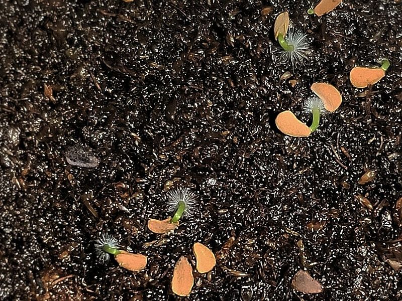 Холодостойкие культуры открывают сезон