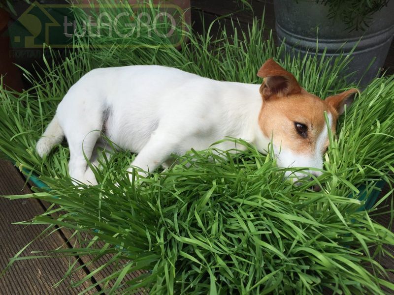 Пырей ползучий