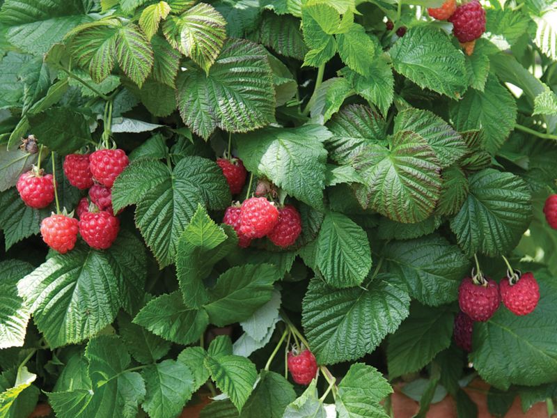 Кто в стеблях малины живет?