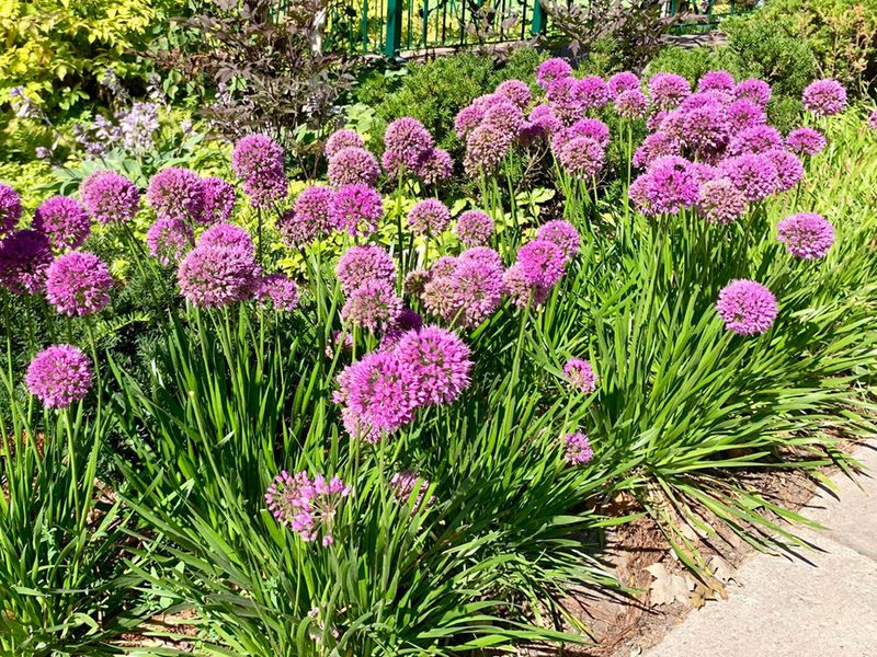 Лук с чесночным ароматом 