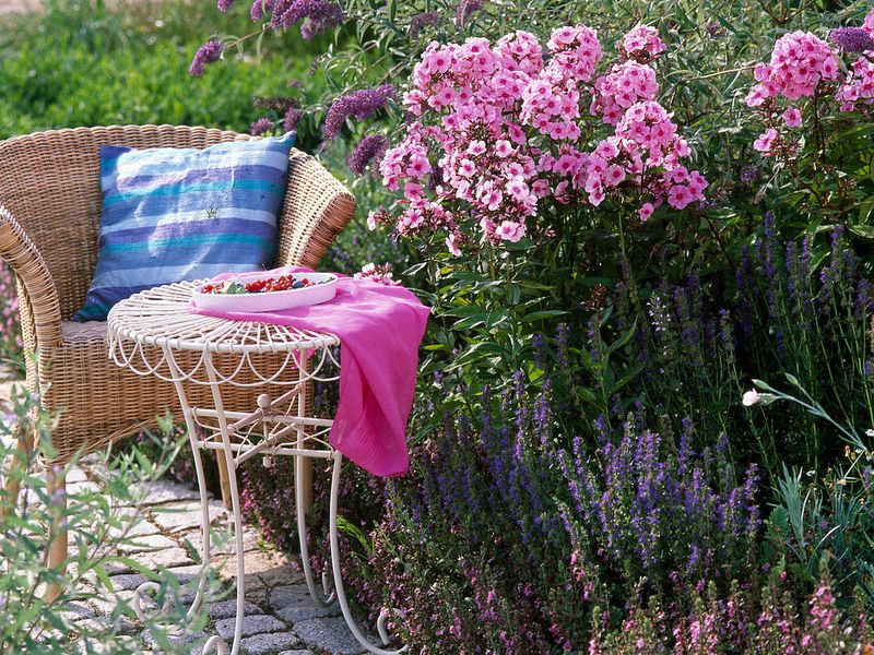 Увлекитесь флоксами!