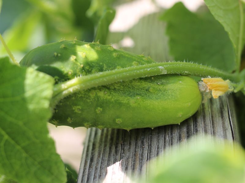 Огурцы-бочонки