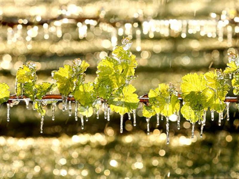 Повредил мороз - не вешай нос