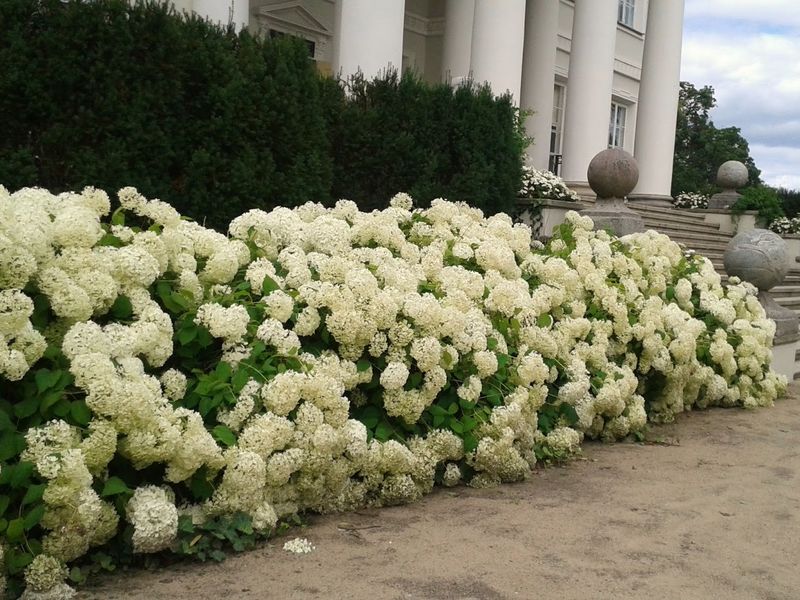 Изгородь из гортензии, доступная каждому
