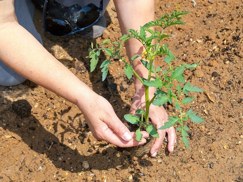 Самая важная подкормка томатов и огурцов
