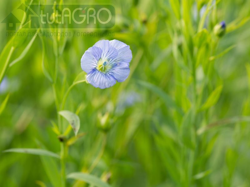 Лен - защитник картофеля и томата