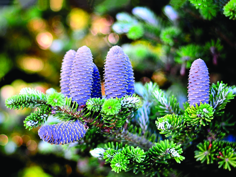 Бальзам для души