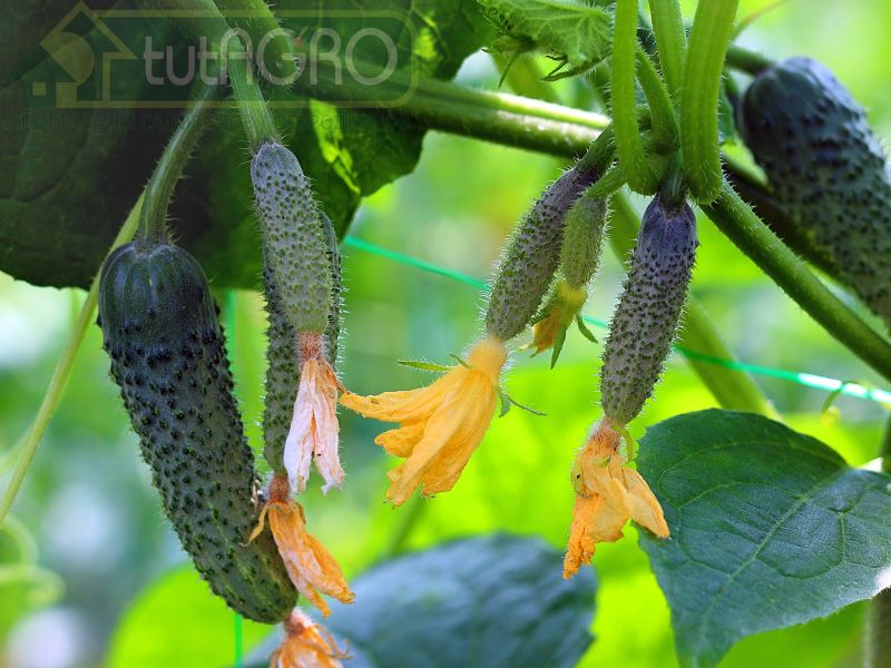 Правильный выбор сорта - первый шаг к успеху