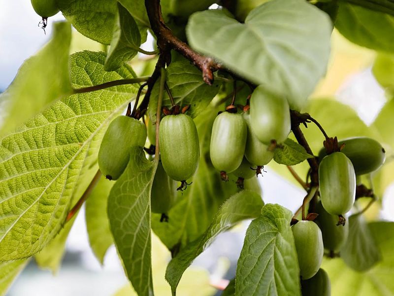Актинидия коломикта - оттенки розового в палитре сада