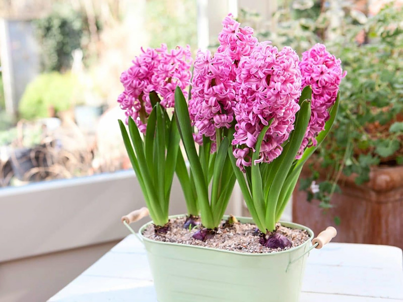 Маленький секрет для пышного цветения гиацинта