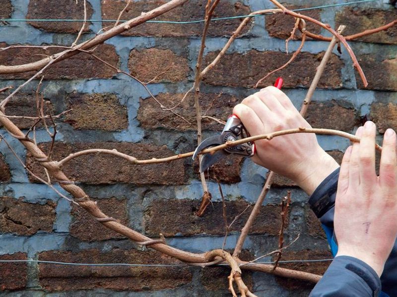 Обрезка актинидии «без слез»